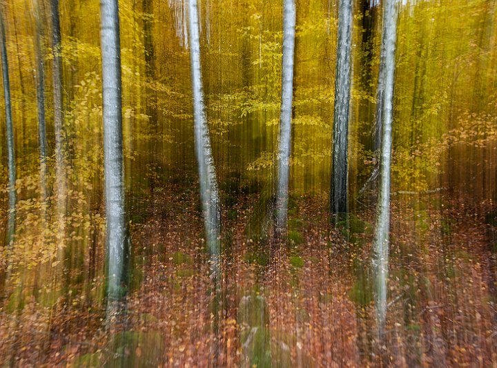 Lövskog höst.jpg
